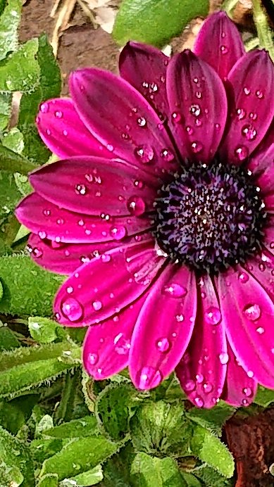 dtk_l_a_m_f_'s tweet image. Thank you as always dear Laure 🌺
Have a wonderful weekend 🌞
🌞 o(^-^o)(o^-^)o 🌞