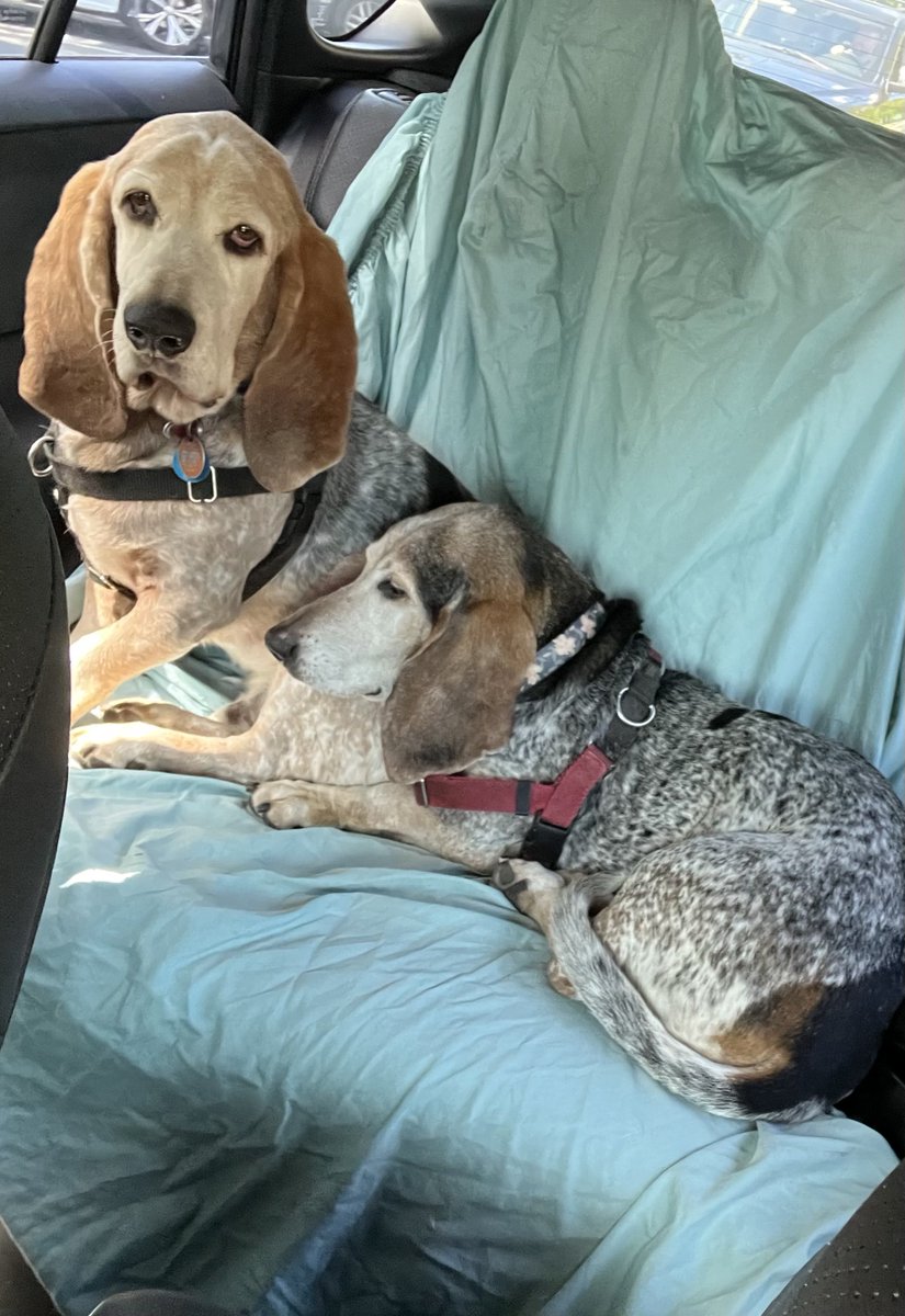 greentrinh1's tweet image. Yuba relies on Copper to comfort her during car rides. She likes to rest her head on his behind. #bassethound #dogsofX #AdoptDontShop