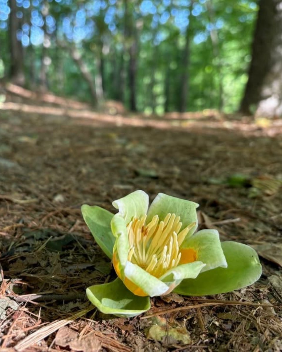 Wake County Parks tweet media