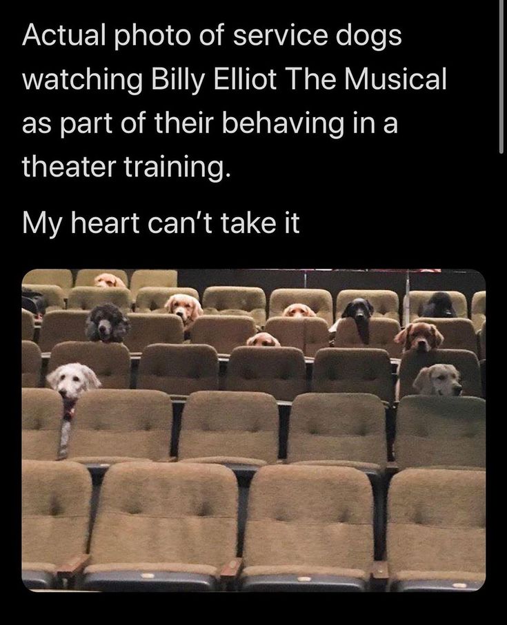 Wolf of X tweet media