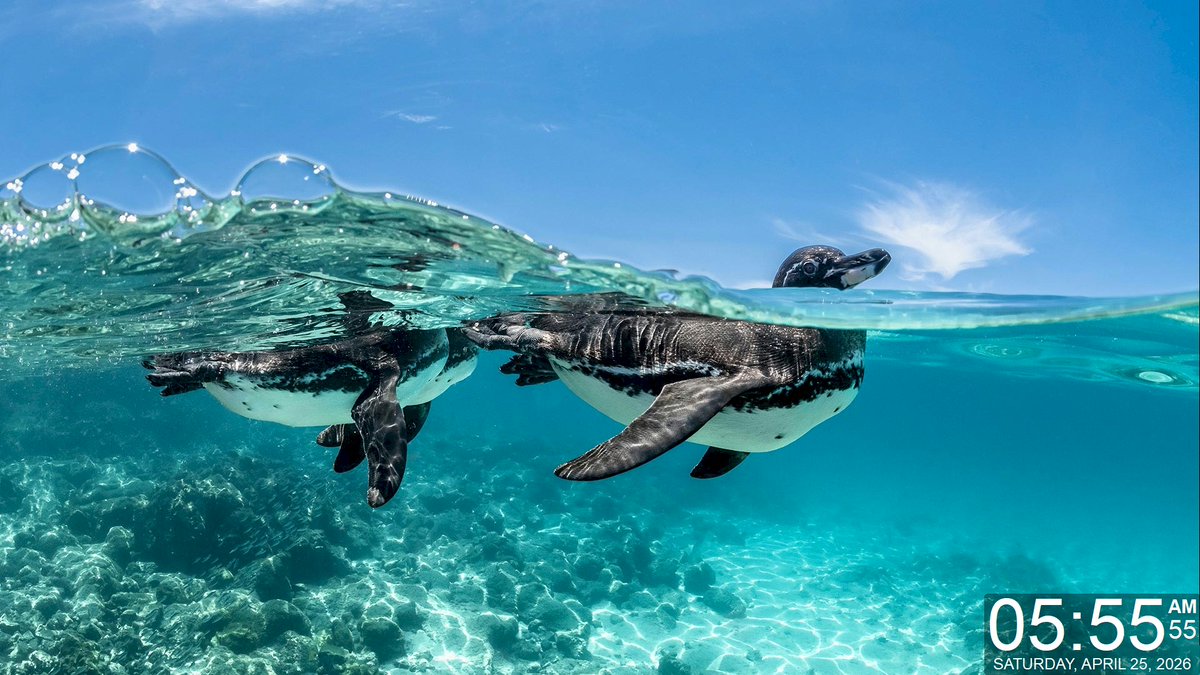 Today's Daily Wallpaper Refresh from Bing

Breaking the penguin rules. World Penguin Day

bit.ly/3PfdwgI

#TodayForWindows #freedownload #tryitforyourself #imageoftheday #pictureoftheday #wallpaperoftheday
#WorldPenguinDay