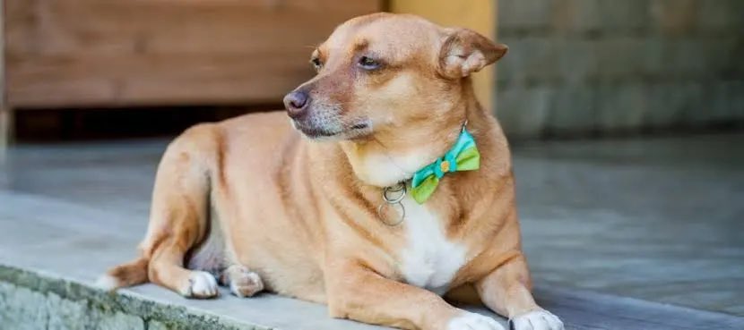 marcos bruno tweet media