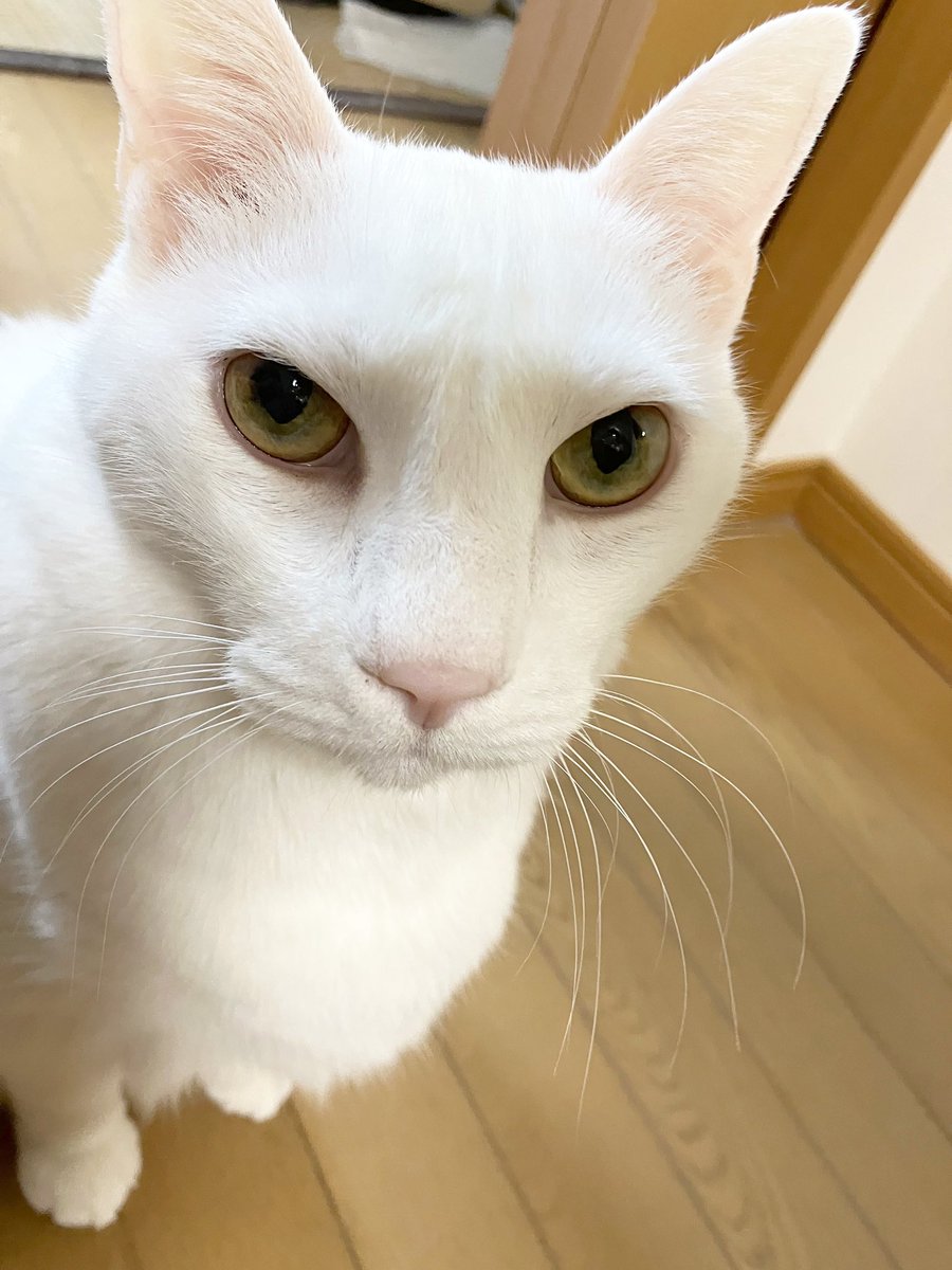 JiJi NaNa cats tweet media