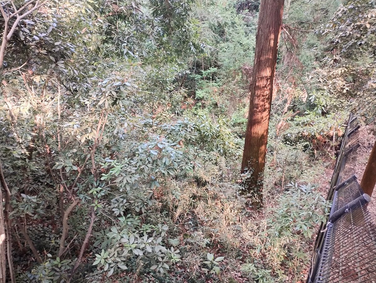 しろみ tweet media