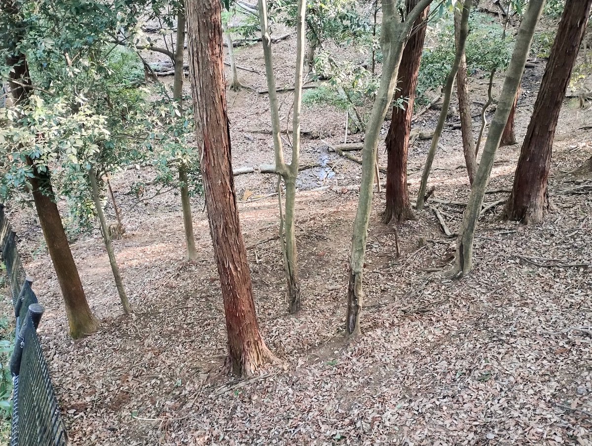 しろみ tweet media