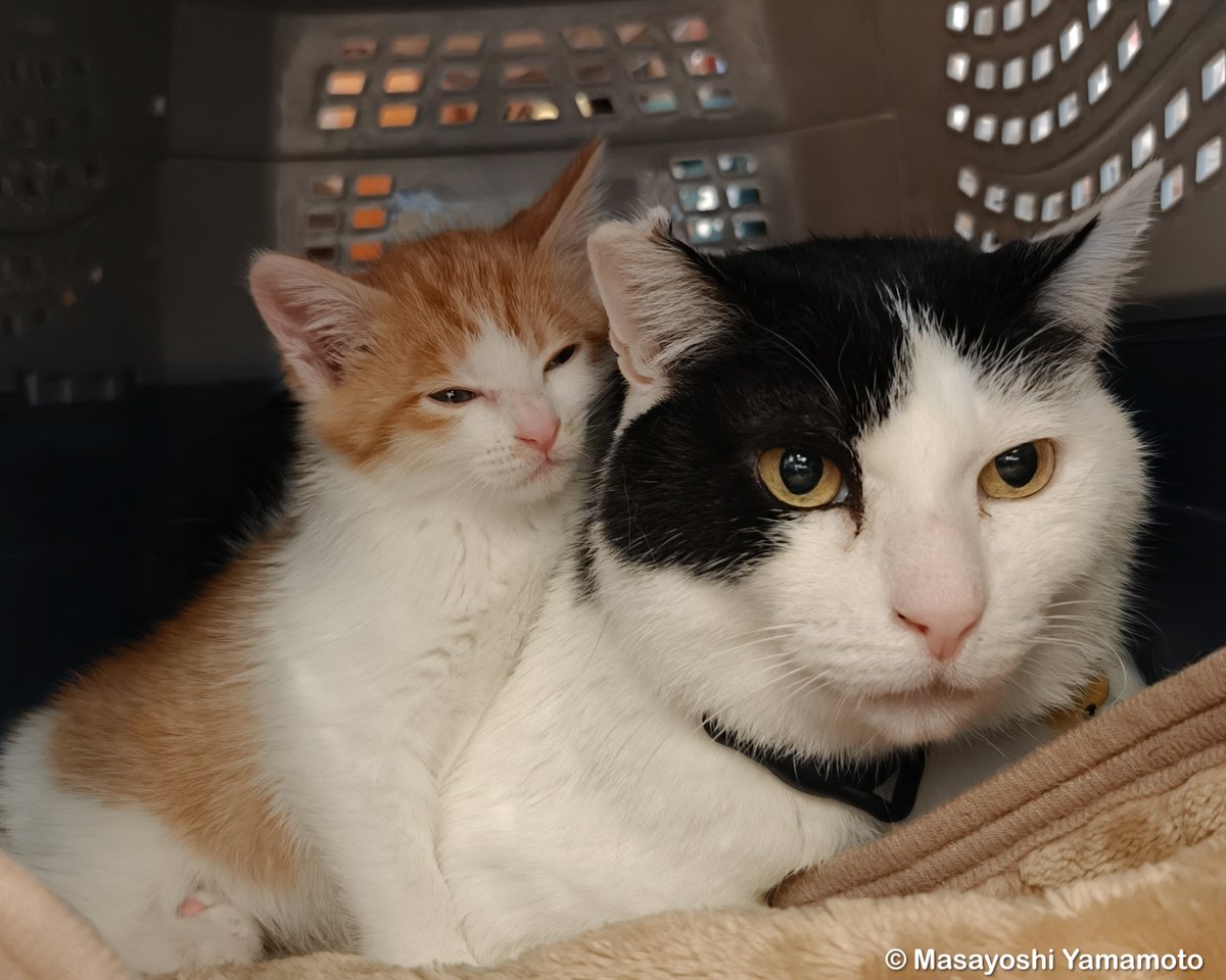 nekoiroiro's tweet image. こんな日がくるとは。

#ねこ #猫 #cat #保護猫