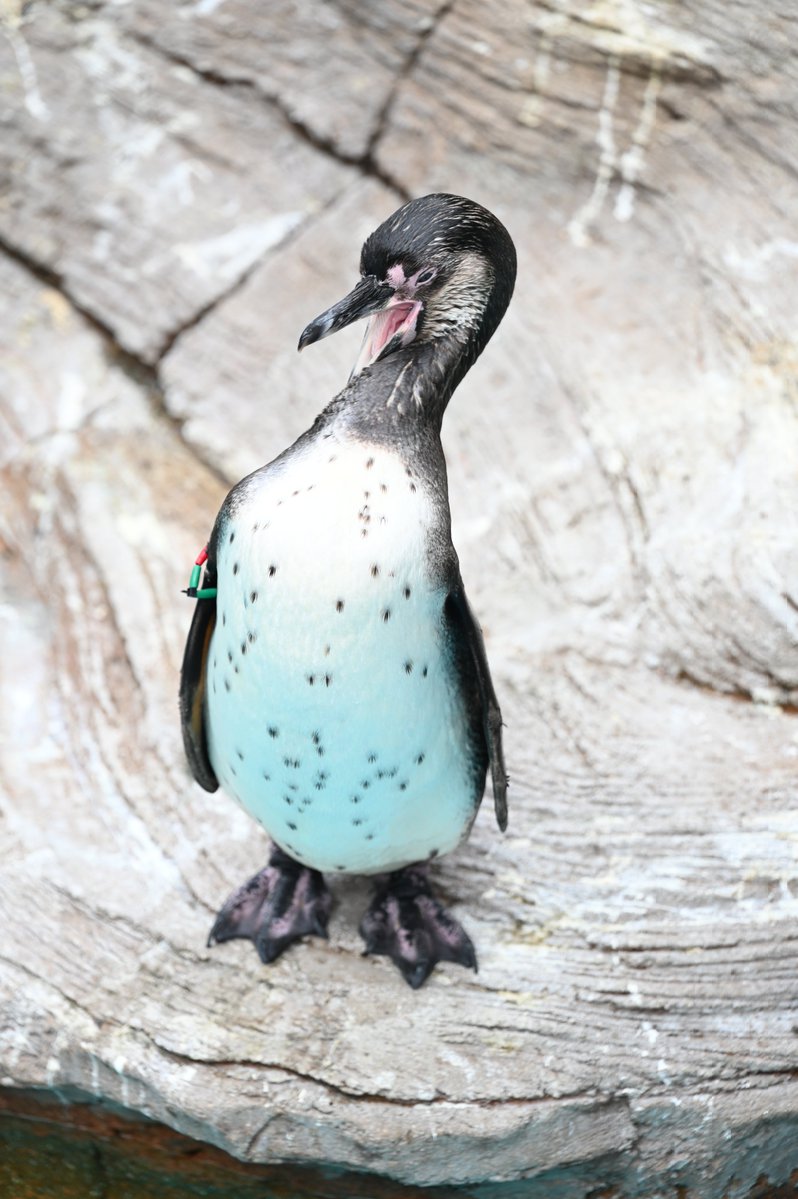 フンボルトペンギン剥製　国際希少野生動物種登録票付き 世界ペンギンの日 にフンボルトペンギンを見ました フンボルトペンギン