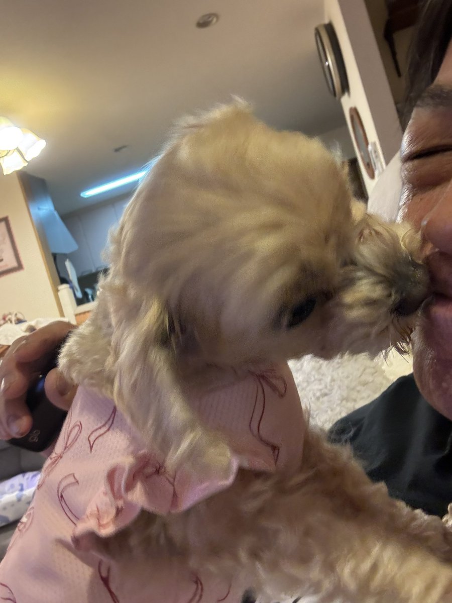 マルプー小豆（あずき）🫘の成長日記🐶 tweet media