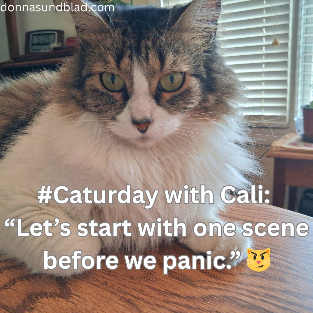 DonnaSundblad's tweet image. #Caturday with Cali: “Let’s start with one scene before we panic.” 😼

10 scenes. Starting with one today.

#AmWriting #WritingLife #AuthorLife #WritersOfX
