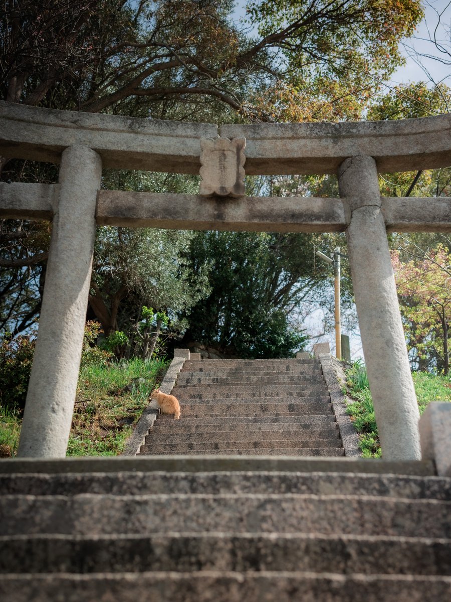 ふーてんの猫🐆 tweet media