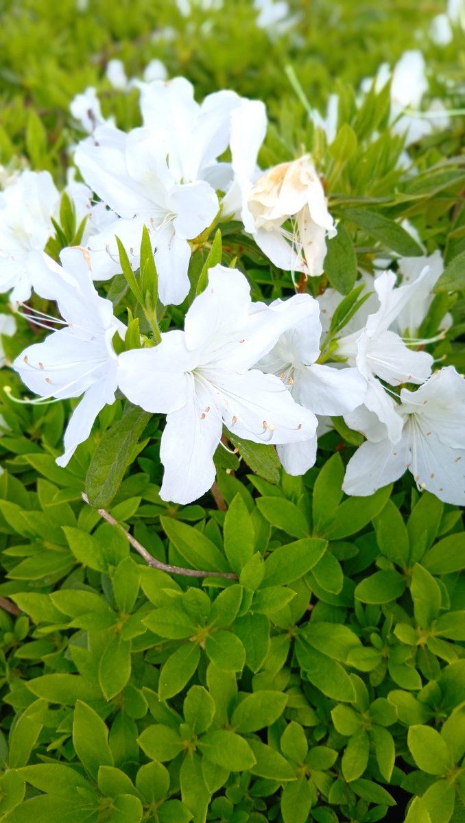 藍色 さくら tweet media