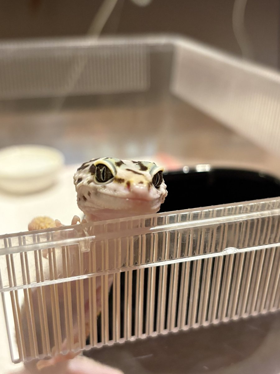 ロンラム🦎♨️ tweet media