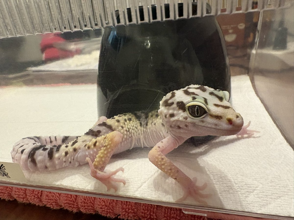 ロンラム🦎♨️ tweet media