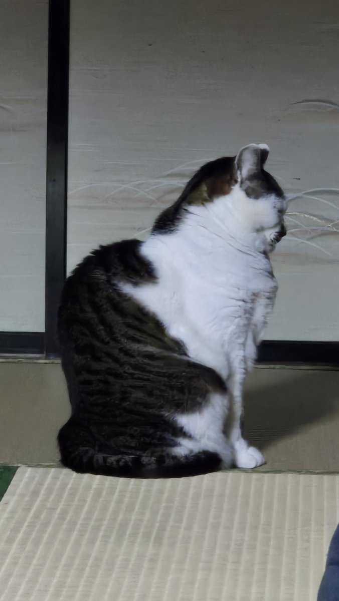 ありちんᕙ( 'ω' )ᕗ tweet media