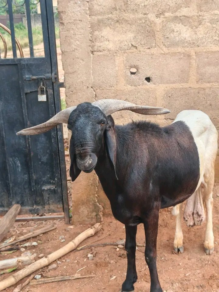 Oluwaseun ❤️ tweet media