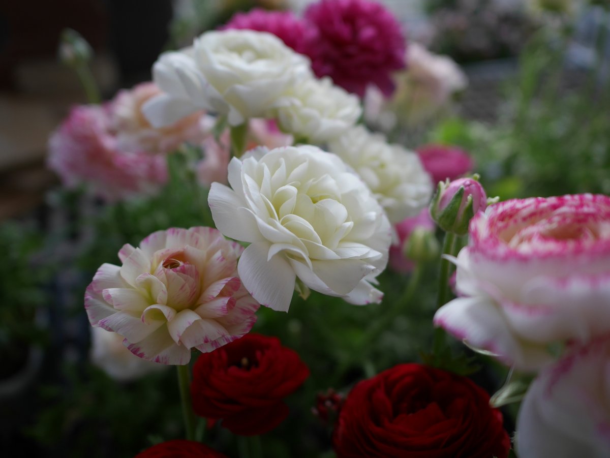 ナシゾー tweet media