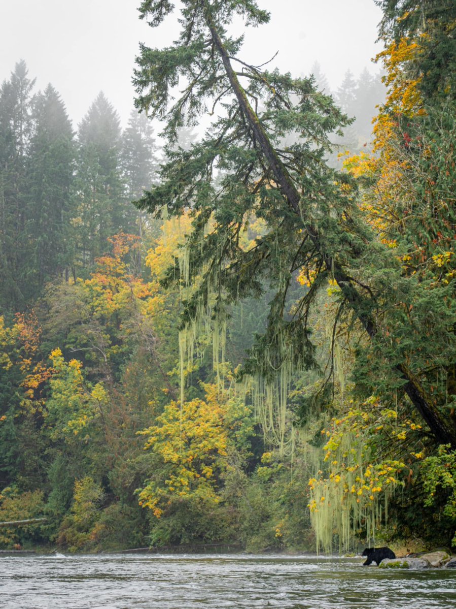 Vancouver island 

Black bear

Give a share or a like if you like nature I post tons of bangers around this island!