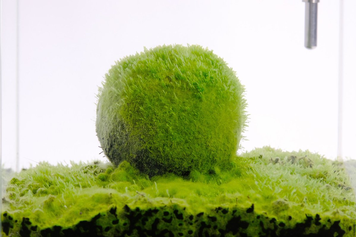 kato norihiro tweet media