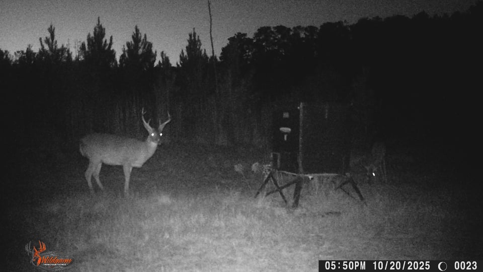 hlrbohunting's tweet image. 2,300 acres in Butler County, AL just hit HLRBO. Club food plots, box stands on each, and the trail cams don't lie — mature bucks already on camera. Up to 4 hunters

land.hlrbo.com/4vVCbg8

#hlrbo #huntinglease #Alabama #deerhunting