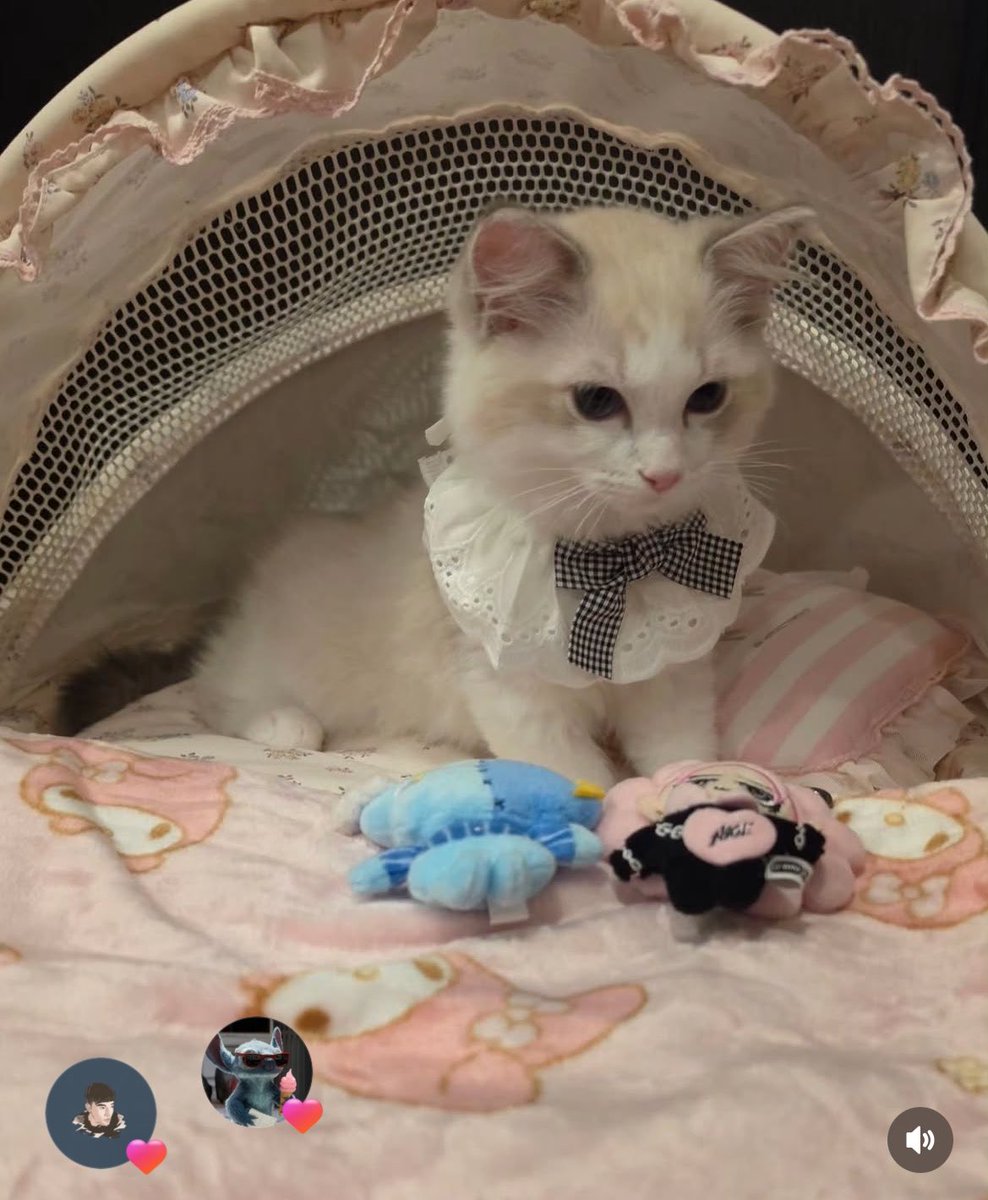 Tee ( *｀ω´) tweet media