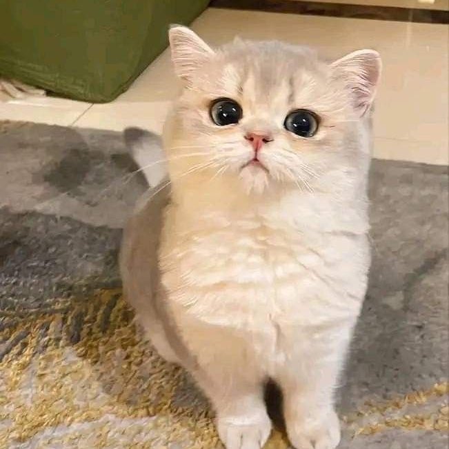 muji ۶ৎ tweet media