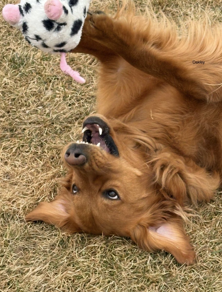 Oakley 🇨🇦 tweet media