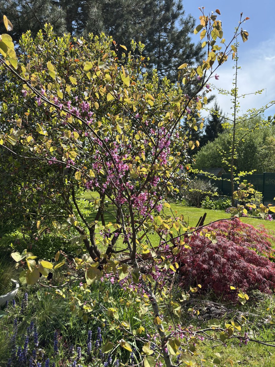 frdvil's tweet photo. Judas tree in bloom in my garden ! 🌱🐝😎
#judastree #cercis #cercissiliquastrum #bee https://t.co/A69wUvkKhC