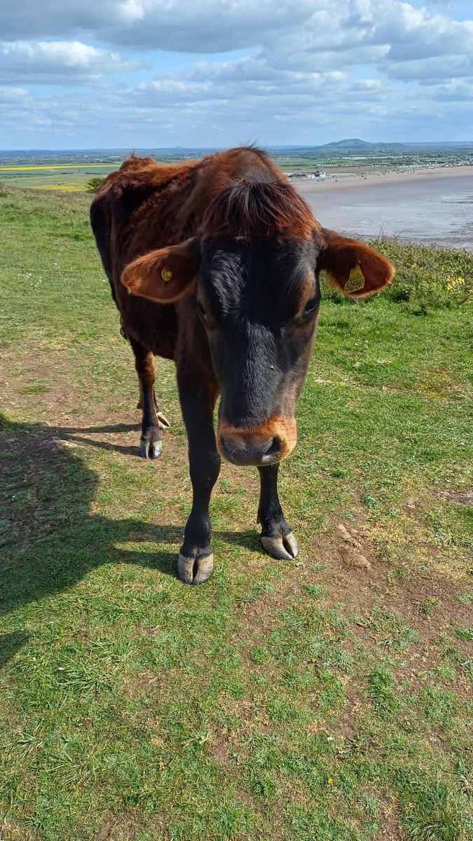 Gem_Star7 tweet media