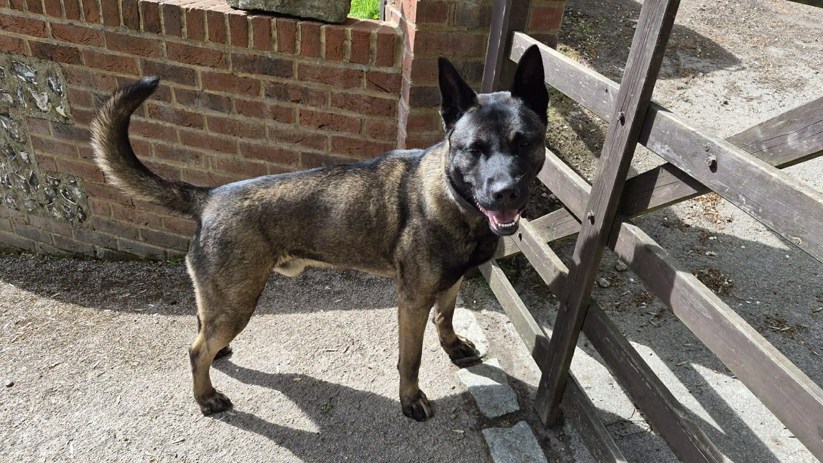 gsrescueelite's tweet image. Marcus is 2yrs old and he is a fabulous boy who has loved everyone he has met. Marcus can live with older kids and has been ok with female #dogs but can over bond with his person 
#germanshepherd #Essex 
gsrelite.co.uk/marcus/