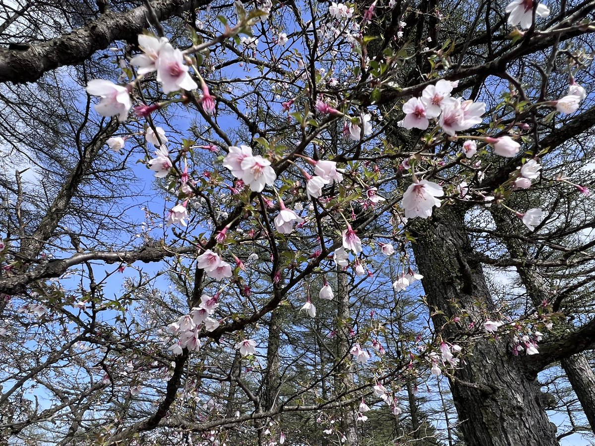 おちゃこ🐤 tweet media