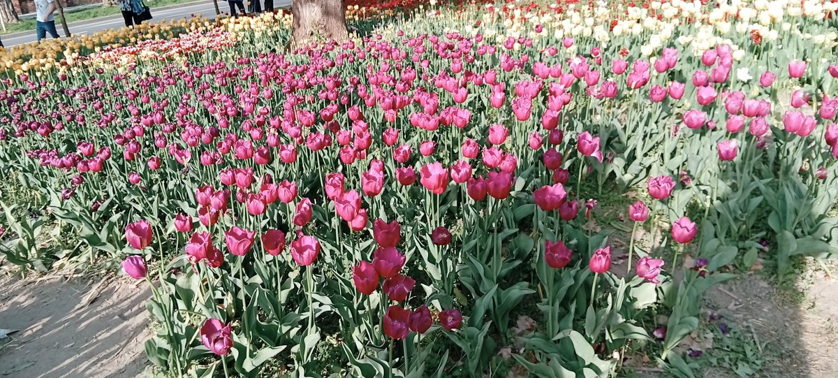 Toth8Monica's tweet photo. They are beautiful right? https://t.co/rKzVd5UfWP