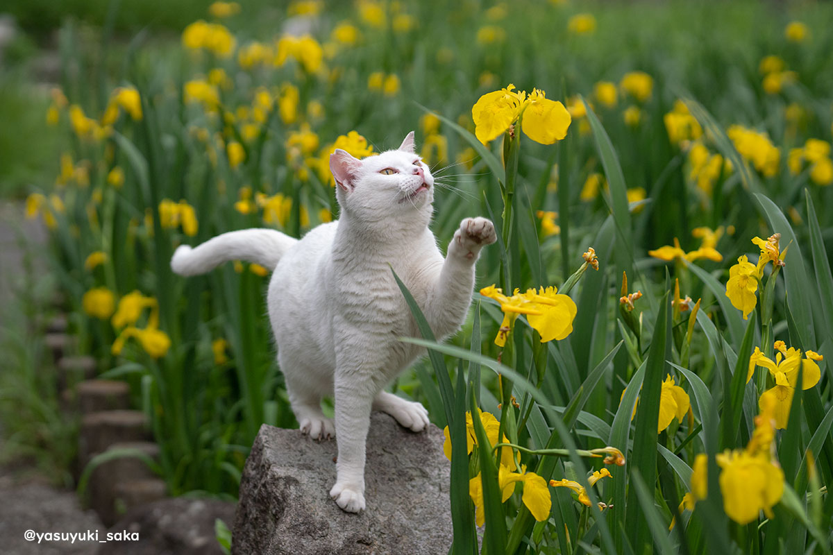 yasuyuki_saka's tweet image. ねこ。 #猫 #ねこ #cat #猫写真