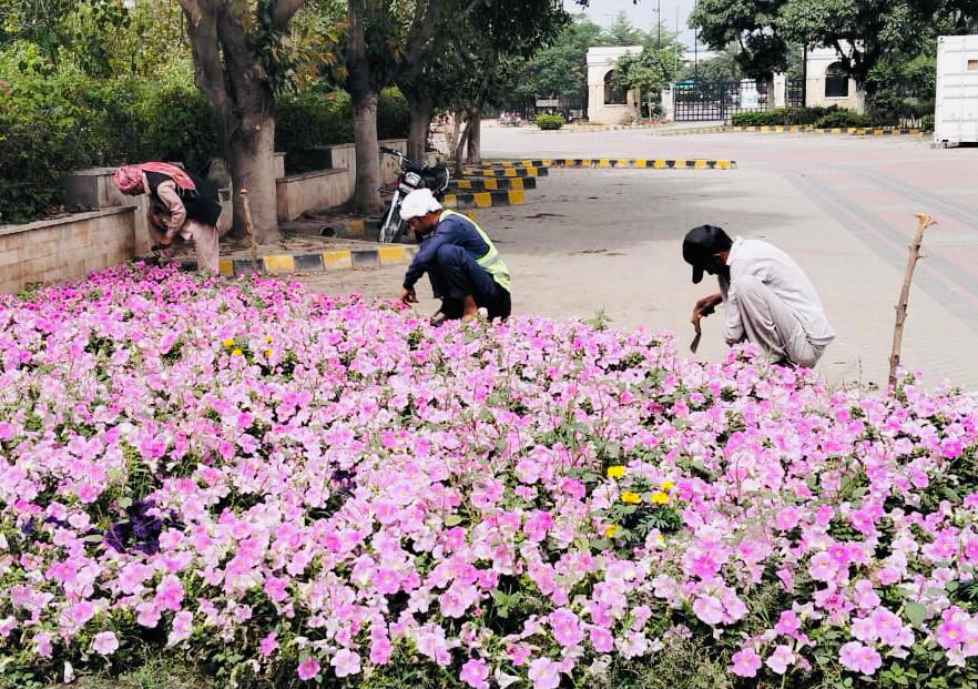 PhaLhr's tweet image. وزیر اعلی پنجاب محترمہ مریم نواز شریف صاحبہ کے گرین پنجاب ویژن کے تحت  پی ایچ اے لاہور کے ملازمین شہر میں شاہراہوں ، گرین بیلٹ اور پارکوں میں ہارٹی کلچر کا 
کام کررہے ہیں ۔

#lahore #green #horticulture #lahori