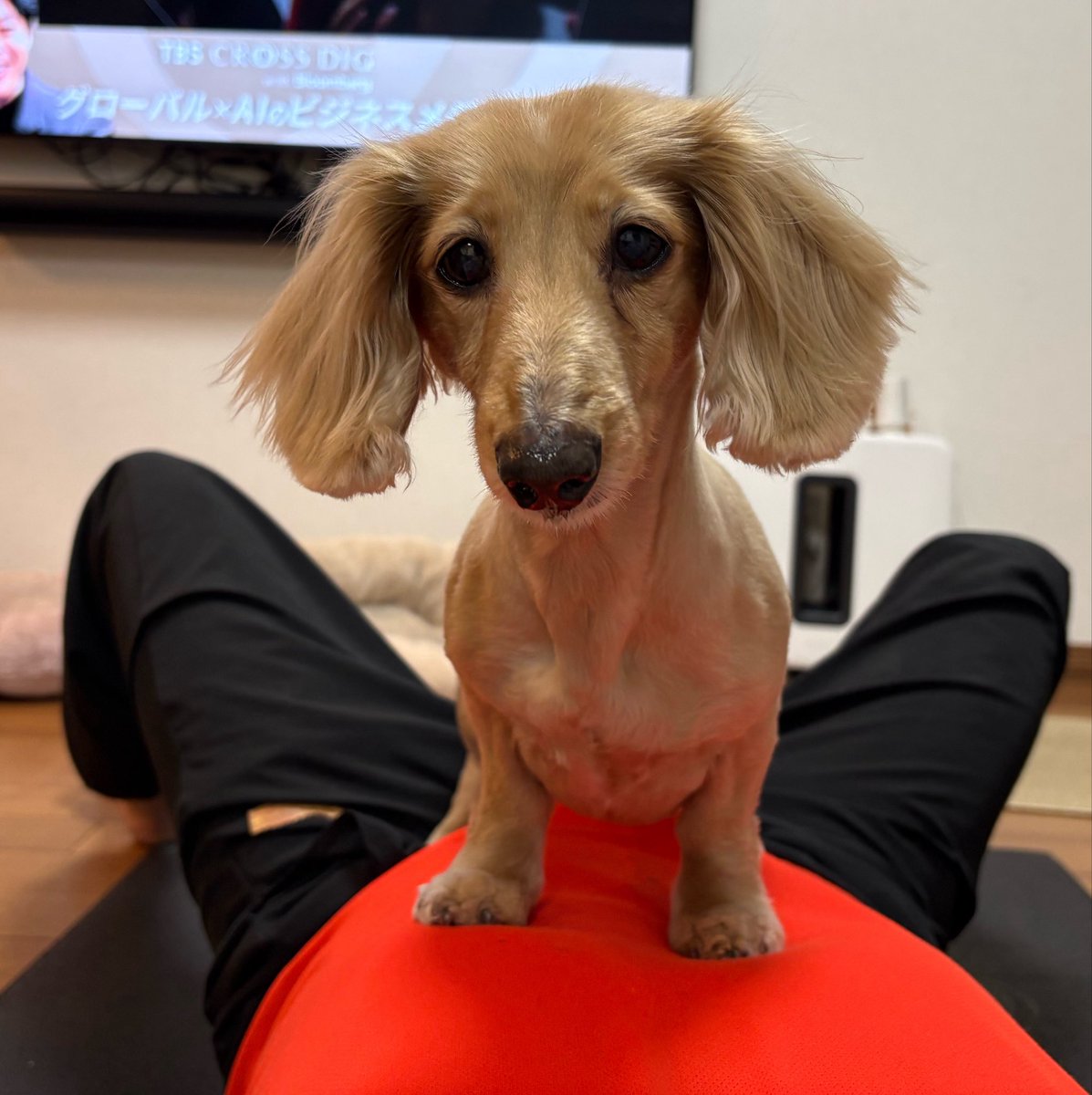 Sally papa tweet media