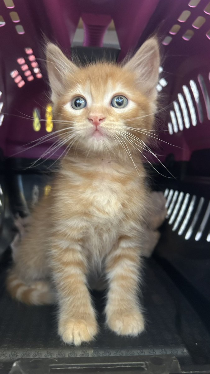 A coisa mais linda que vocês vão ver hoje