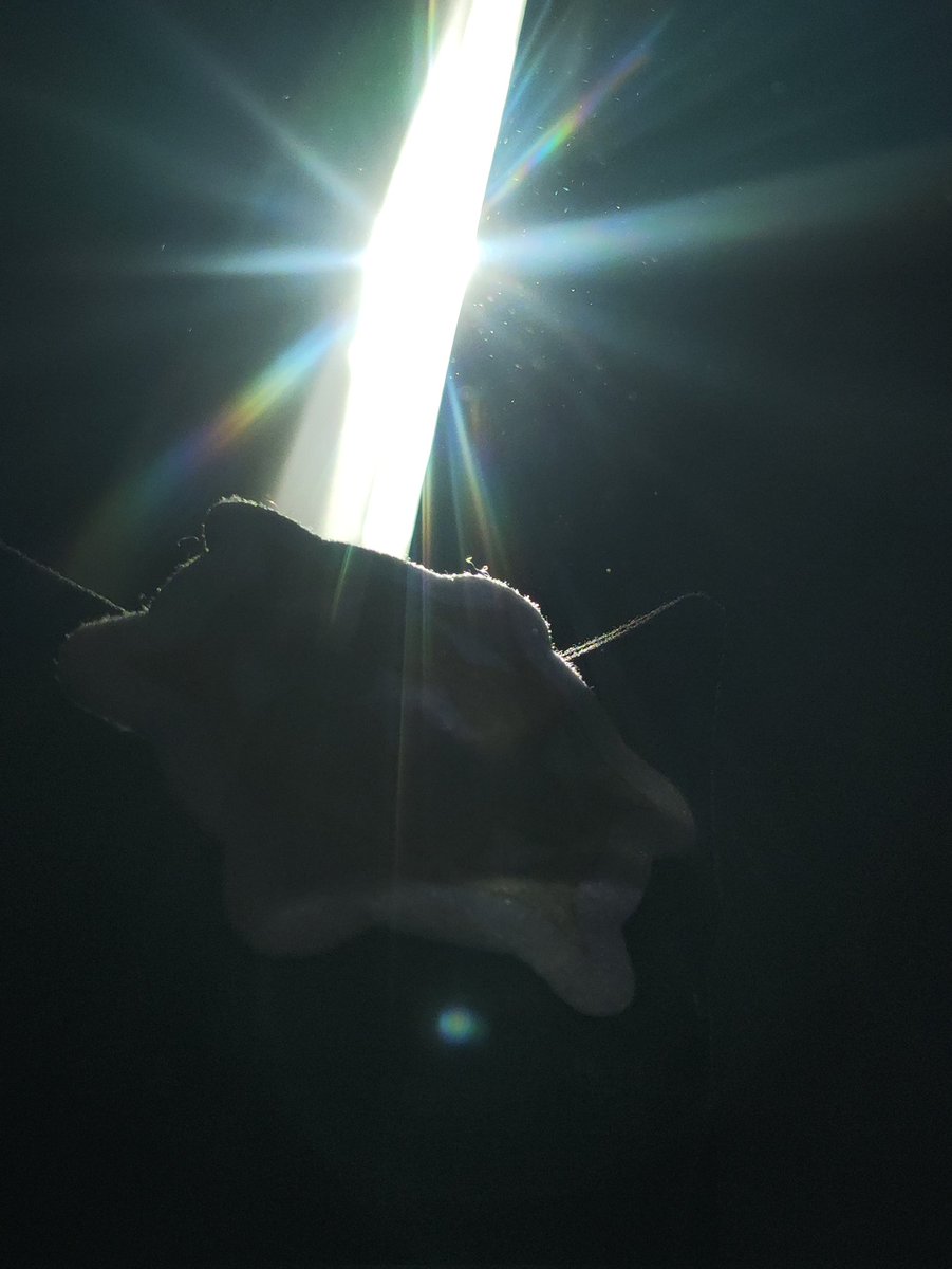 UreshiiMisora tweet media