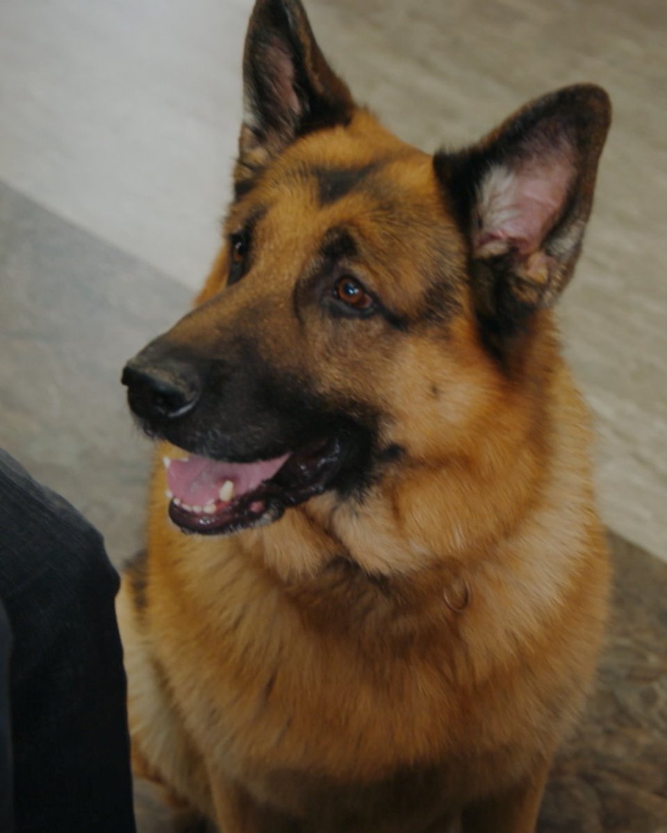 CanalAXN's tweet photo. Às vezes você só precisa ver isso 🥹🐕

Momento de apreciação da carinha mais fofa do AXN 

#HudsonRexAXN, novos episódios, todo sábado, às 21h50! https://t.co/Azt76m9GxJ