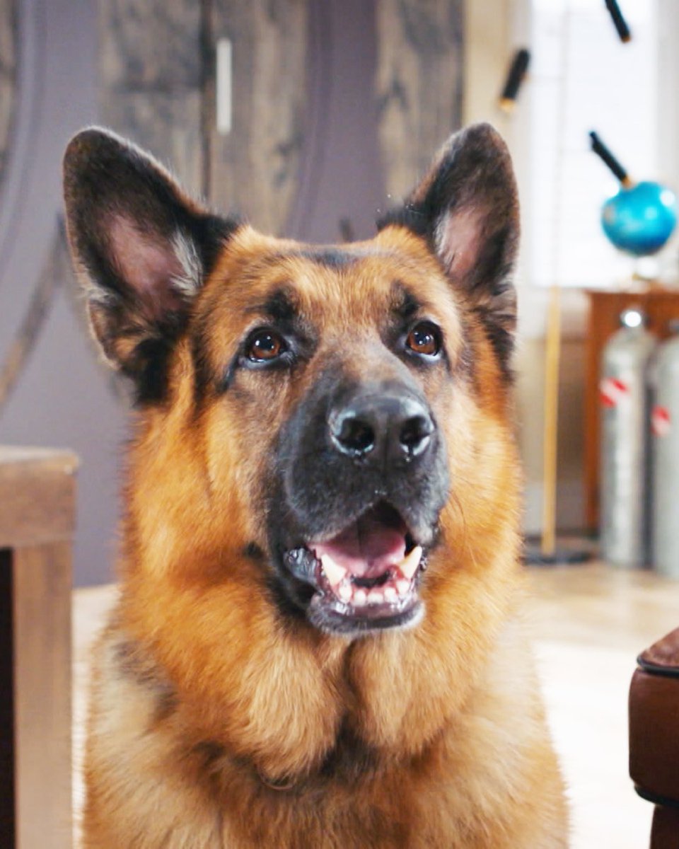 CanalAXN's tweet photo. Às vezes você só precisa ver isso 🥹🐕

Momento de apreciação da carinha mais fofa do AXN 

#HudsonRexAXN, novos episódios, todo sábado, às 21h50! https://t.co/Azt76m9GxJ