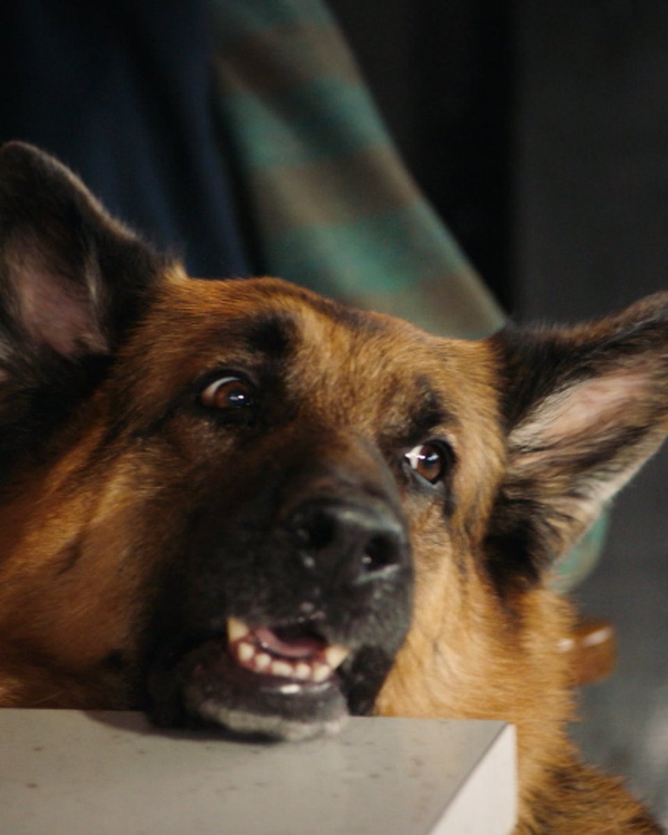 CanalAXN's tweet photo. Às vezes você só precisa ver isso 🥹🐕

Momento de apreciação da carinha mais fofa do AXN 

#HudsonRexAXN, novos episódios, todo sábado, às 21h50! https://t.co/Azt76m9GxJ