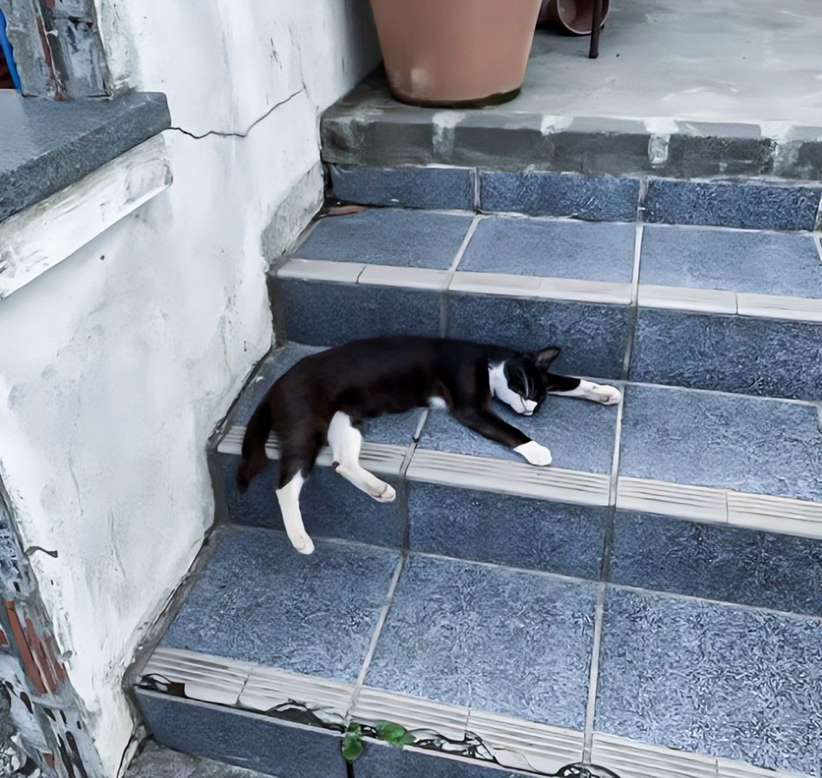 ️️ ًash tweet media