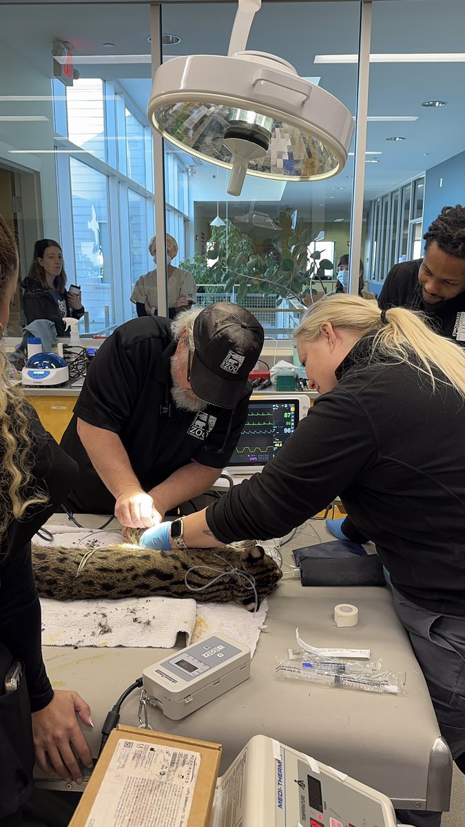 Happy World Veterinary Day! With about 1,500 animals from roughly 400 species to care for, Dr. Wenninger and his team stay busy! There is no such thing as a typical day for the Cincinnati Zoo’s vet staff. Thank you to our amazing team that keeps our animals healthy!