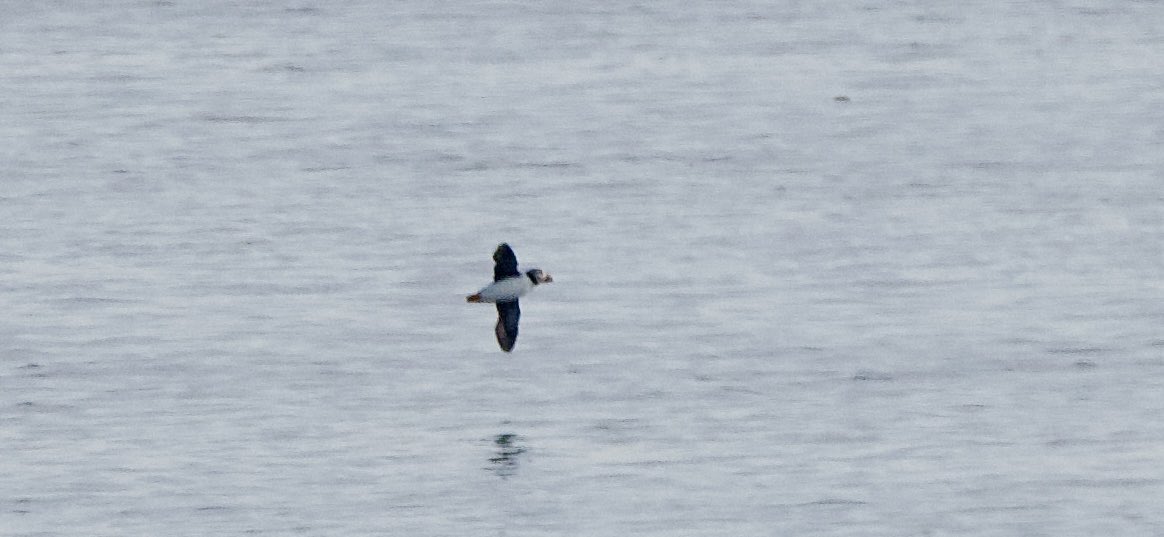 SteveOnHilbre's tweet image. Always exciting to see a #Wirral #Puffin despite them now becoming annual @hilbrebirdobs … equally as exciting on the early morning tide were 4 sum plum #BlackTern meandering into the estuary and our first #ArcticSkua and 2 #LittleTern appeared ☀️