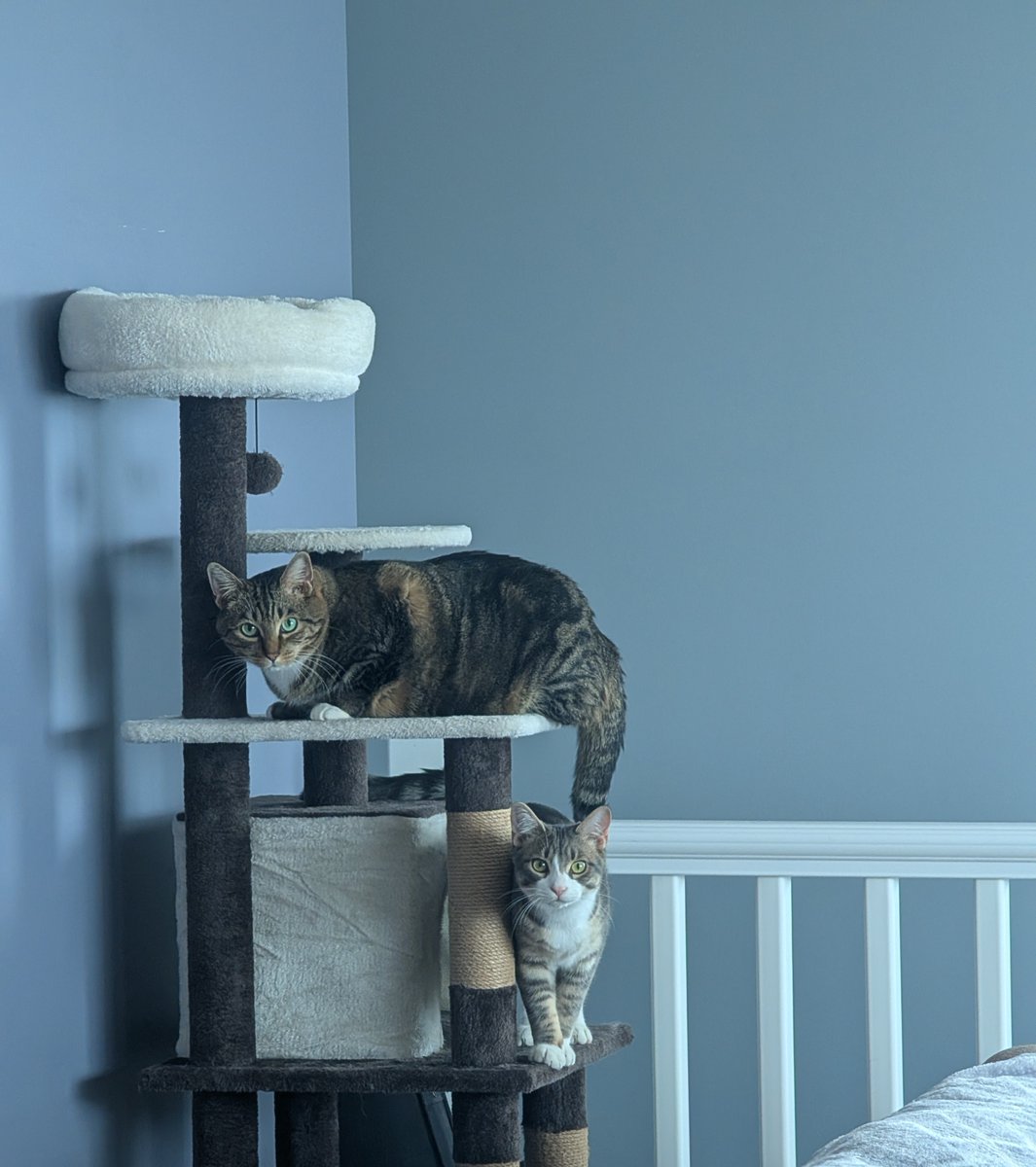 PotatoRustler tweet media