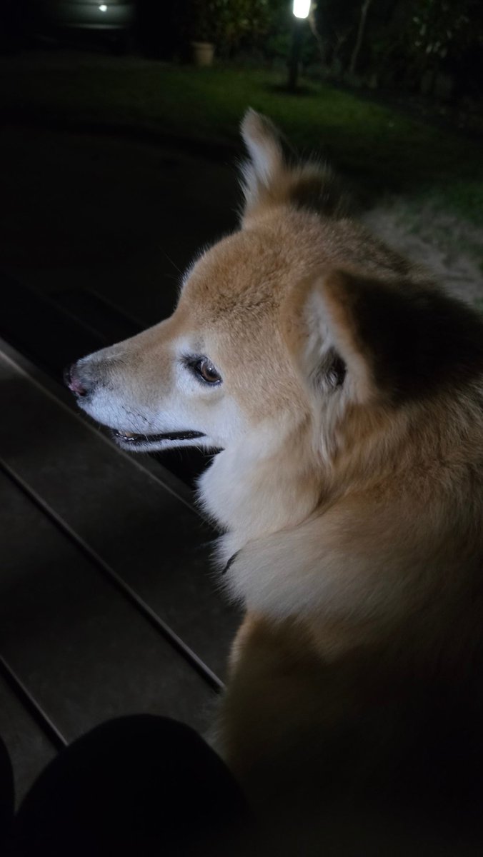 ただいま。今日は私の足は君の座布団ではなく、ふくらはぎにぴったりくっつくスタイル。ごめんね、寂しかったね。長ーく全身撫でたら去った。