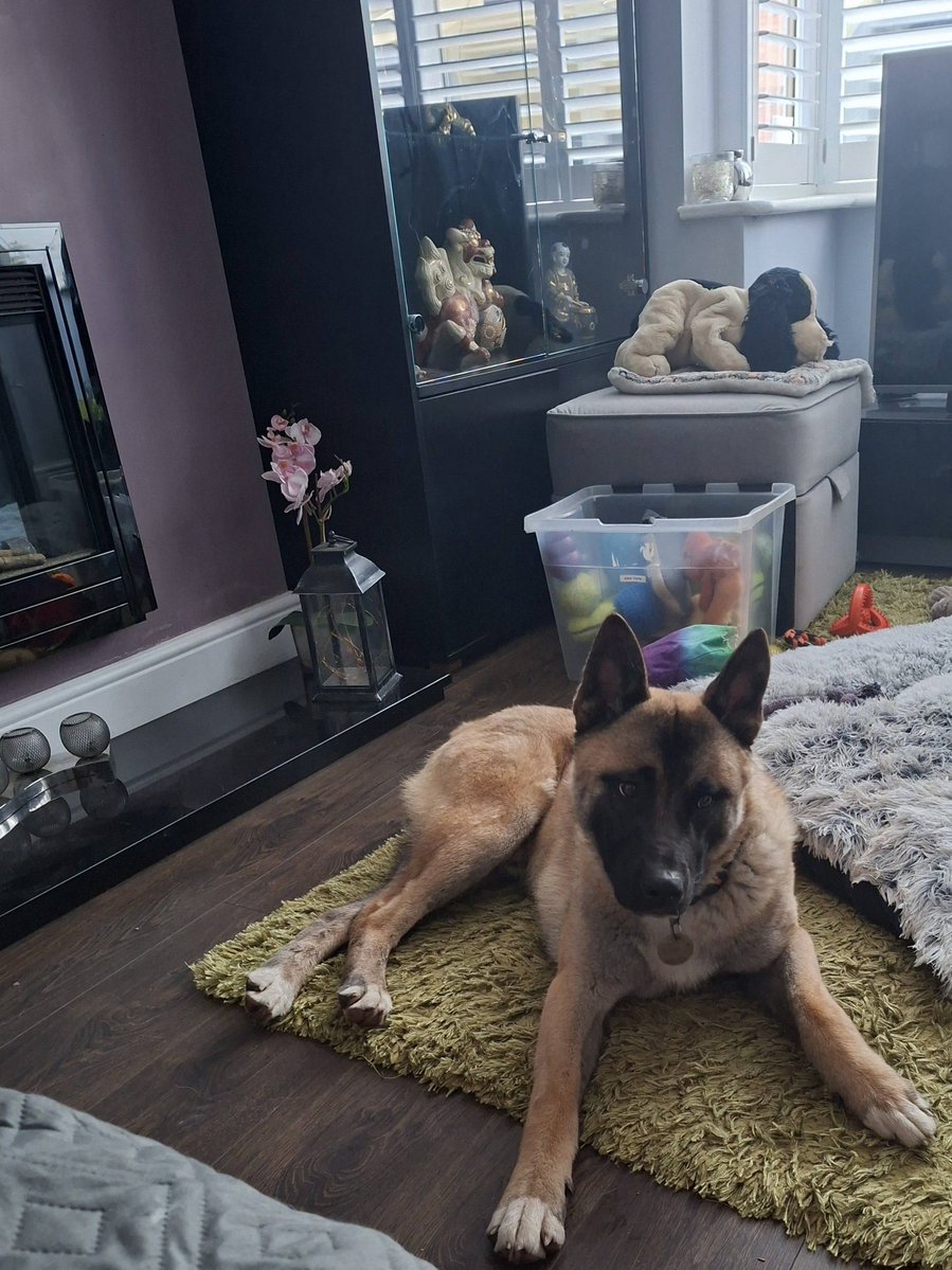 gsrescueelite's tweet image. Rupert is around 14mths old and this lad came to us via the pound at the last minute! Rupert can live with older kids and is in #foster with other #dogs with no problem 
#germanshepherd #Notts 
gsrelite.co.uk/rupert/