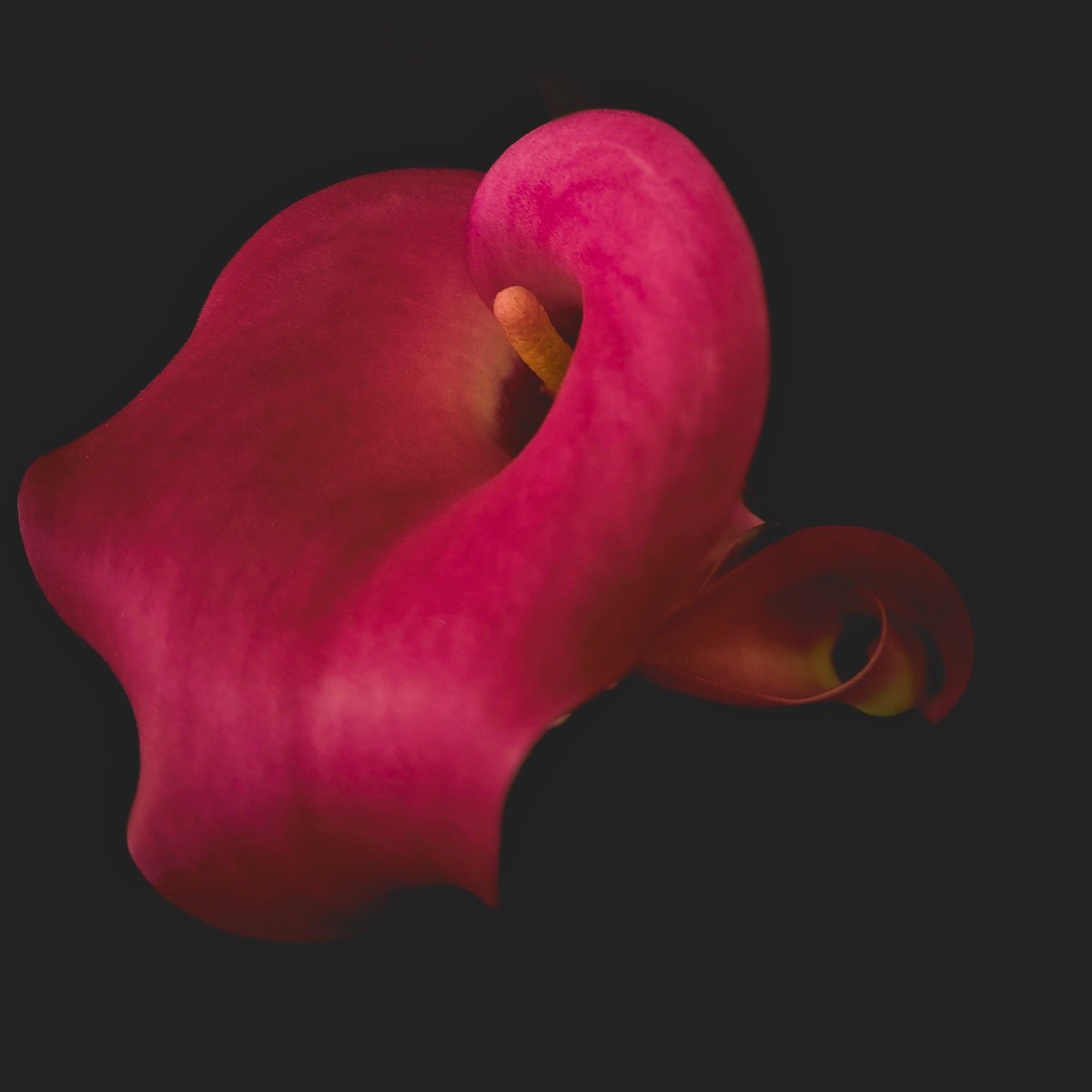 Alice_Lykou's tweet image. .

Calla's single page 

                               origami in #magenta 
.

#PhotographyIsArt