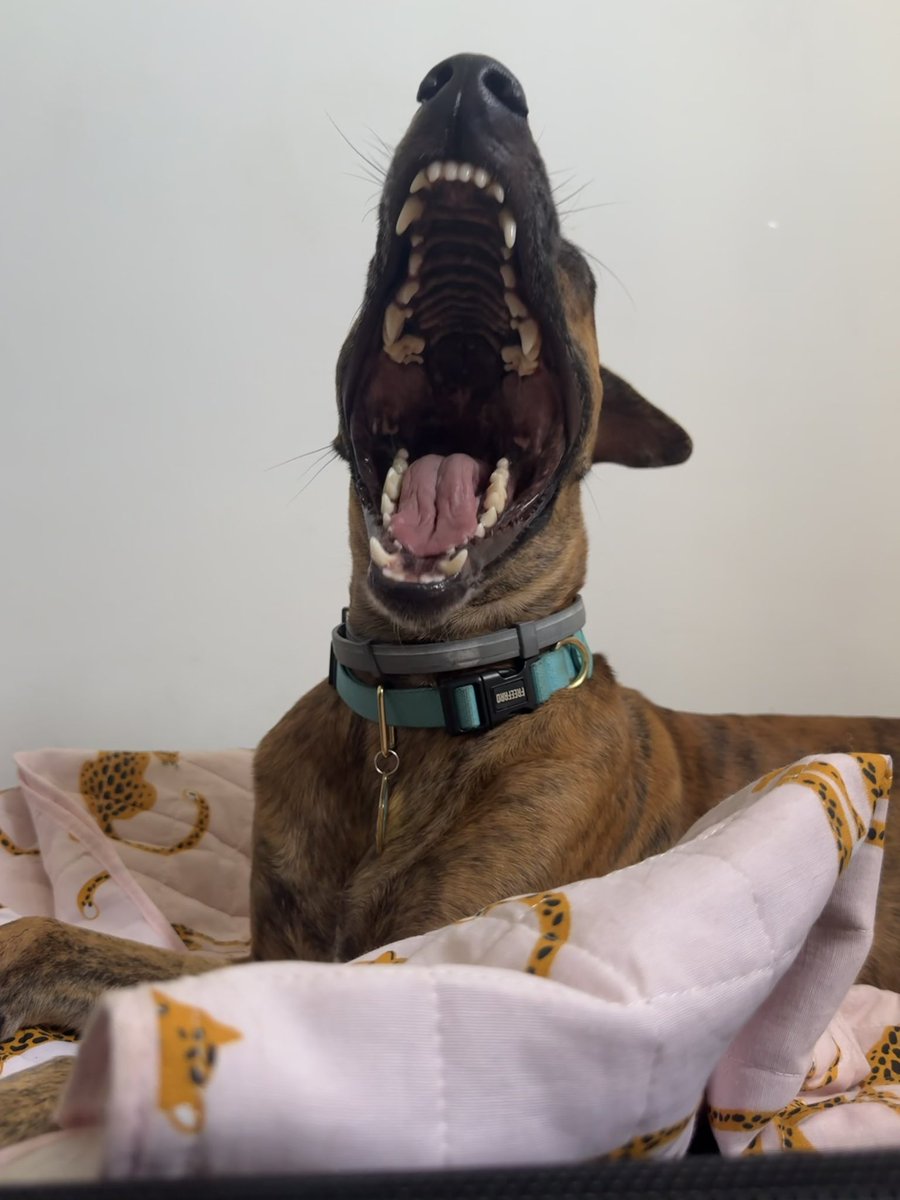 deborah pataxó 🐋 tweet media