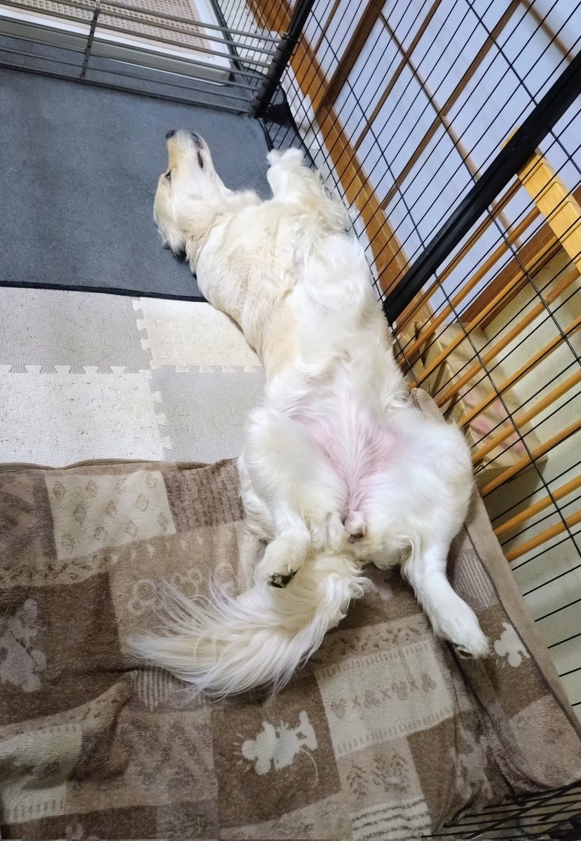 太秦あを@いちい汐 tweet media