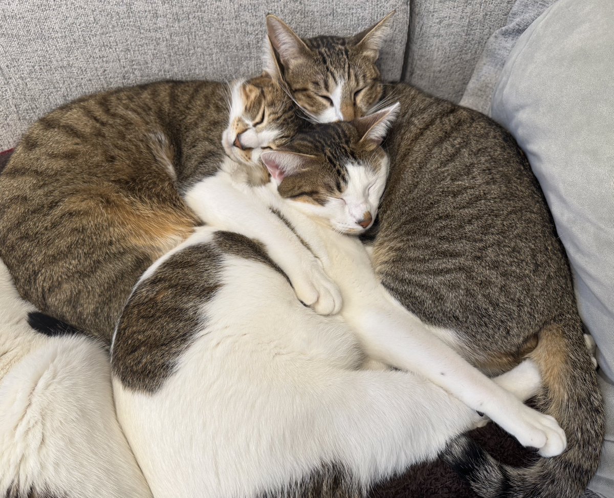 まつたけ tweet media