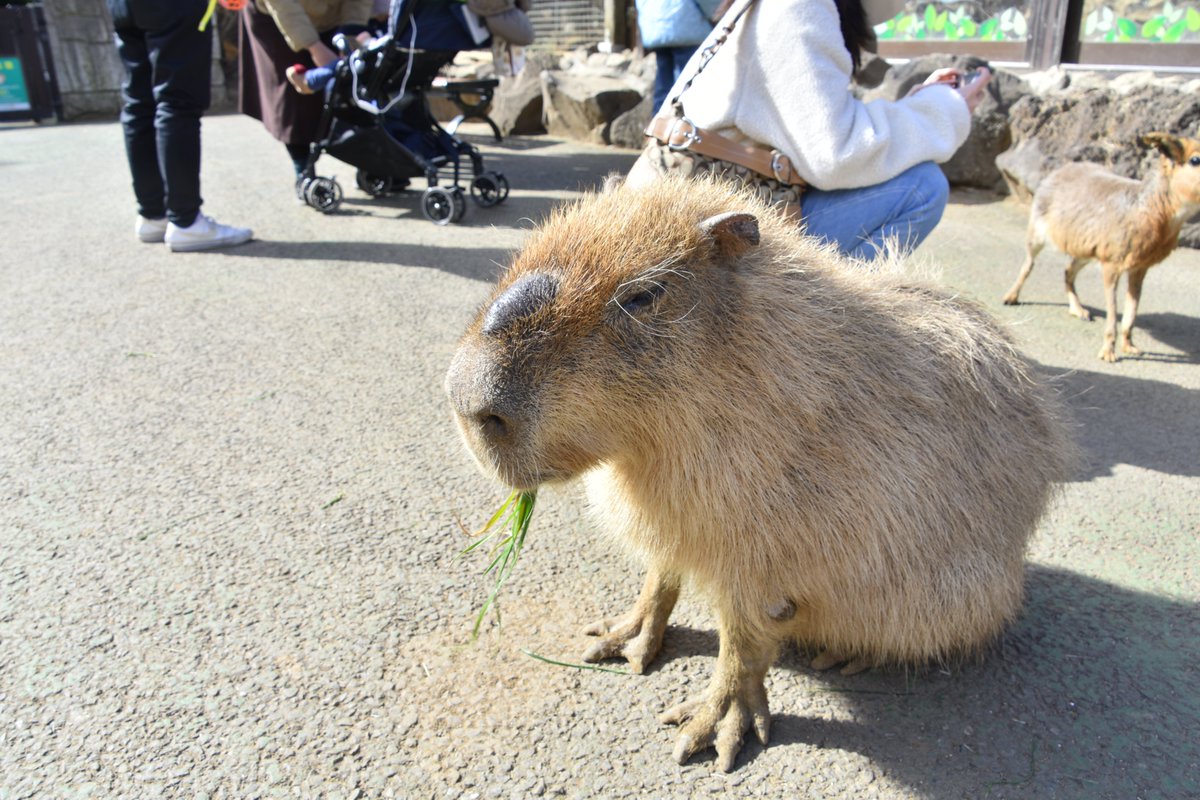 そろそろイチョウくんの父親のモミジパパに会いに行きたいです。
元気だろうか…
#カピバラ
#伊豆シャボテン動物公園